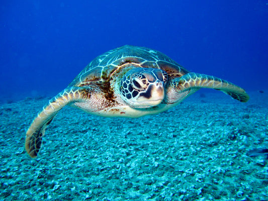 A sea turtle gracefully swims underwater. Its flippers spread wide, gliding over a textured, sandy ocean floor. The clear blue water adds a serene feel.