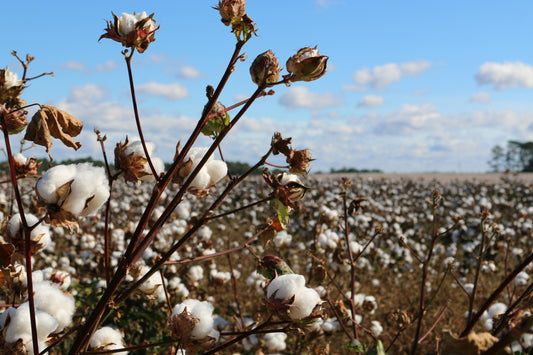 Why Organic Cotton Is Better For The Environment
