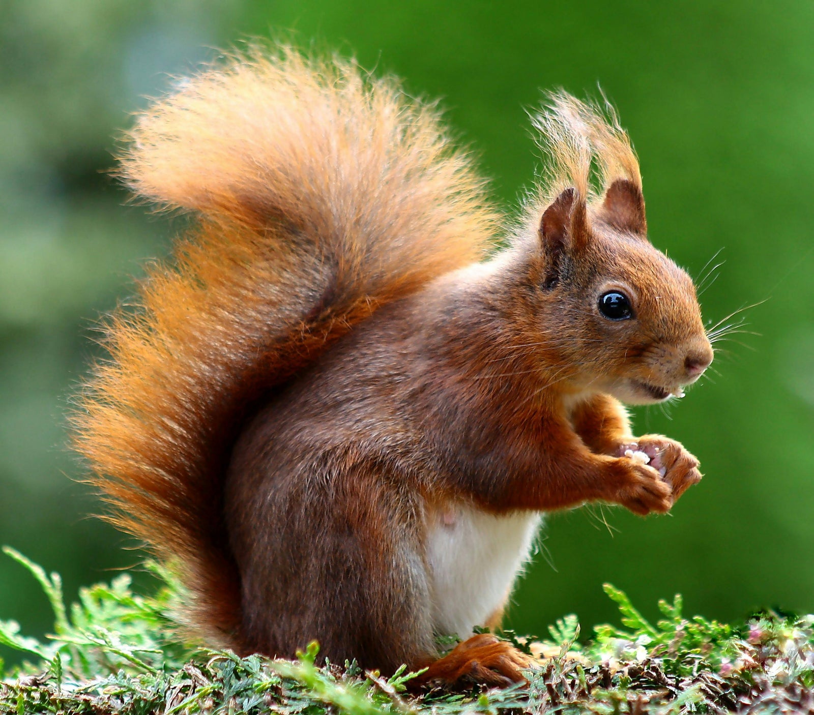 an image of a squirrel