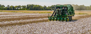 A large green cotton harvester operates in a vast, blooming field under a clear sky, with trees in the background, conveying a sense of productivity.